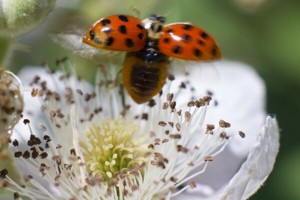 Ladybug takes off from a white flower