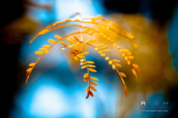 Makrofotografie. Unschärfe. Blatt. Helle Farbe