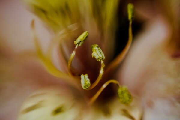 Shooting a blooming beautiful flower