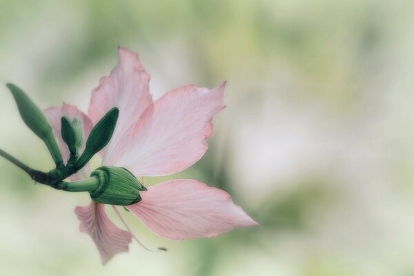 Pink flower on a blurry background