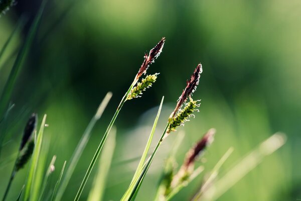 Unscharfer Hintergrund. Die Natur. Makrofotografie