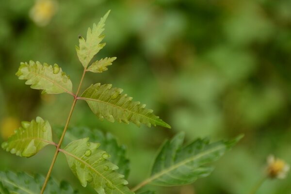 Makrofotografie. Die Natur. Blatt. Flora. Sommer