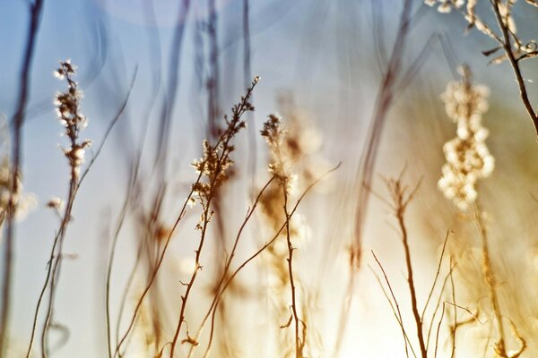 Foto della natura nella foresta