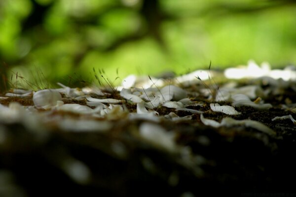 Macro shot nature insecte