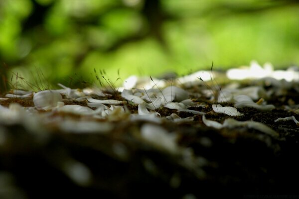 Makro Fotoğrafçılık doğa böceği