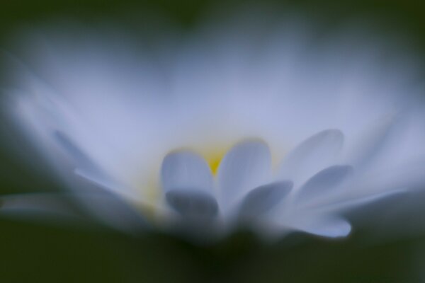 Foto de una flor blanca con pétalos amarillos