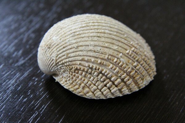 Clam shell on the table macro