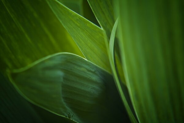 Plant leaves macro photography of flora