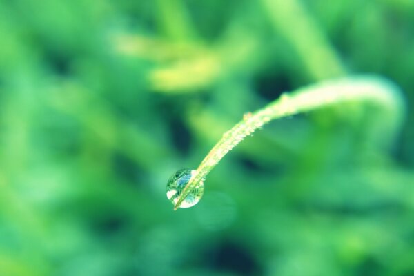 A drop of dew in the morning on a blade of grass