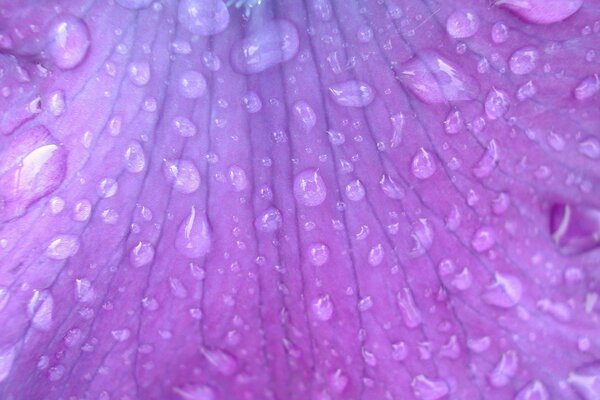 Gotas de agua sobre un fondo lila