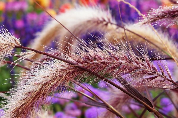 Belle épi sur fond violet