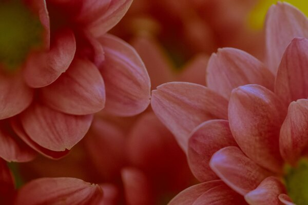 Foto de flores Rosadas con pétalos