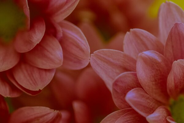 Yaprakları olan pembe çiçeklerin fotoğrafı