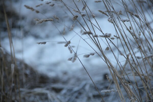 Screensaver del desktop Macro