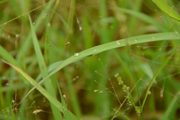 Landscape blade of grass in macro photography in the field