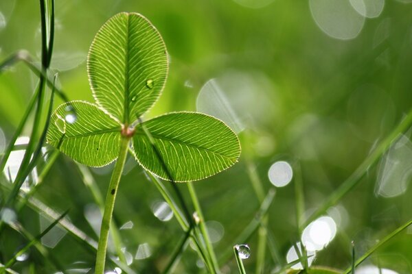 Feuille verte avec une goutte de rosée