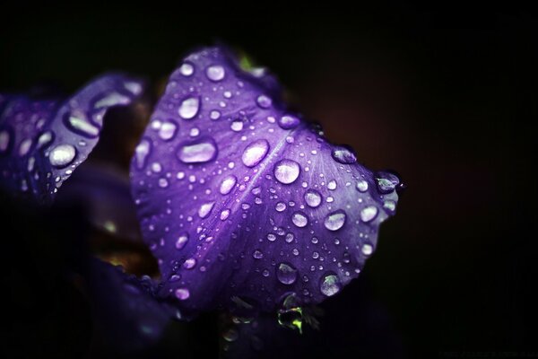 Macro photography nature flower flora