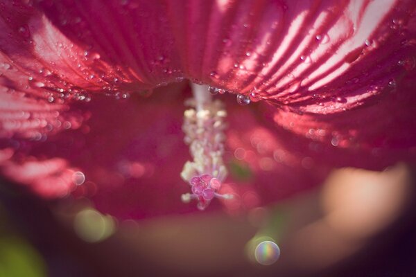 Macro photography nature flower abstract