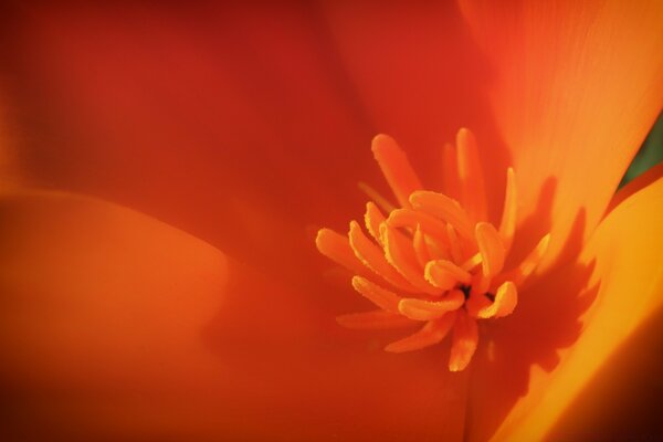 Schöne orangefarbene Blume hat sich aufgelöst