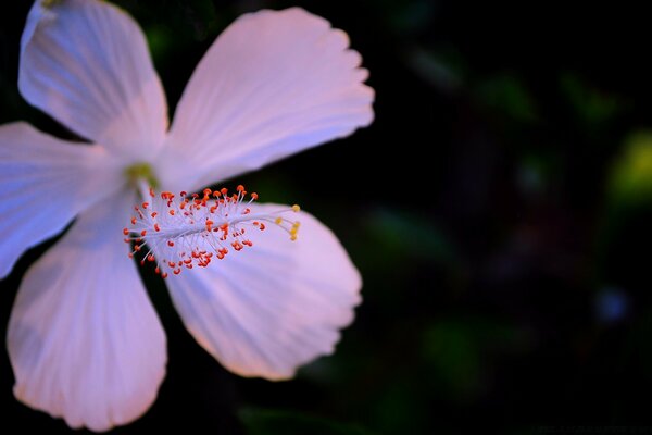 Photographie macro d une fleur à l extérieur