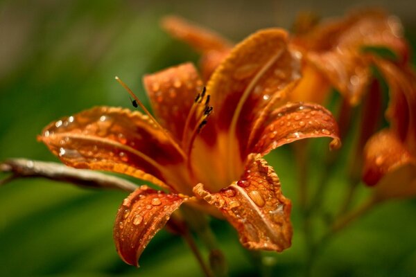 Macro photography of lilies with raindrops on stems