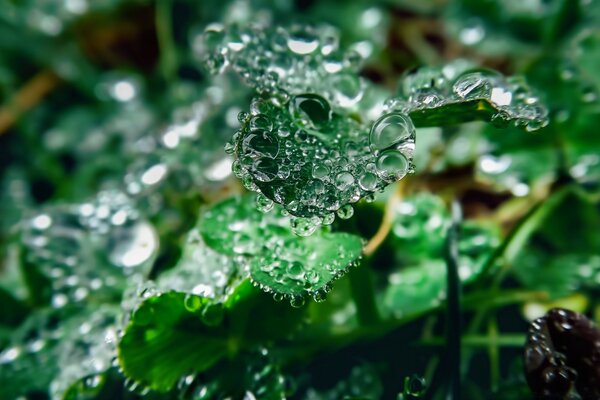 Gotas de água nas folhas das plantas