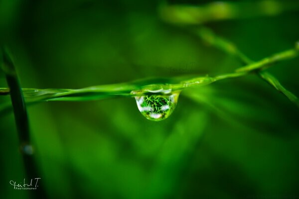 Ein Tropfen Wasser auf Gras Makro