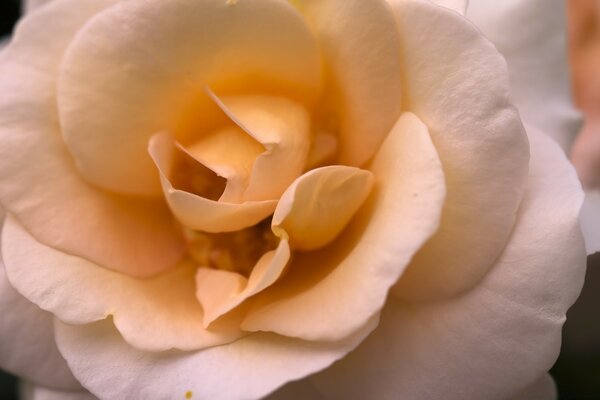 Snow-white petals of a fragrant rose