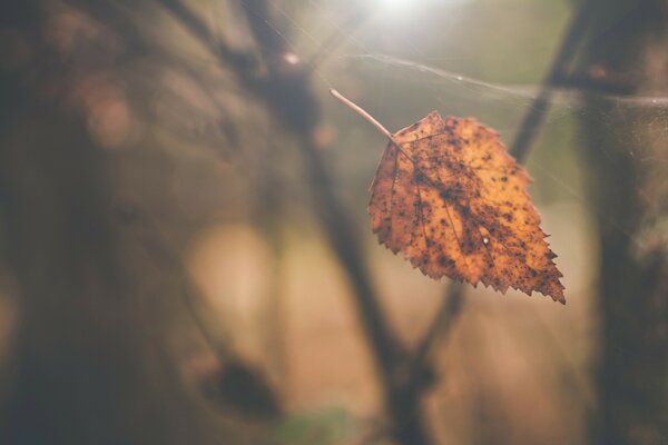 Fotografía macro de la hoja de otoño atrapada en la web