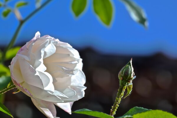 Doğada bir renk tabakasının makro fotoğrafçılığı