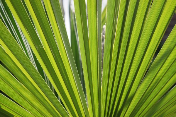 Protetor de tela da área de trabalho flora da natureza