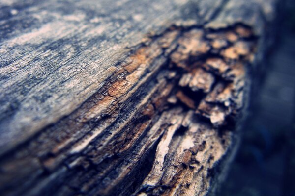 Prise de vue macro d un morceau de planche de bois