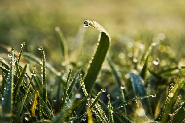 Dew drops during the dawn