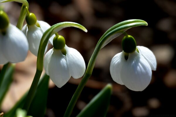 Ces fleurs sont tombées dans mon âme je suis fou d eux