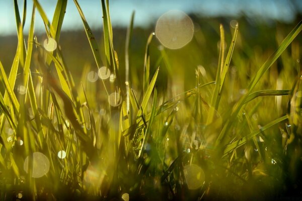 Reflections of the sun on the grass