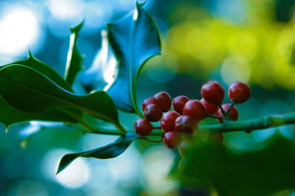 Haufen Eberesche Makro mit Blaubeeren