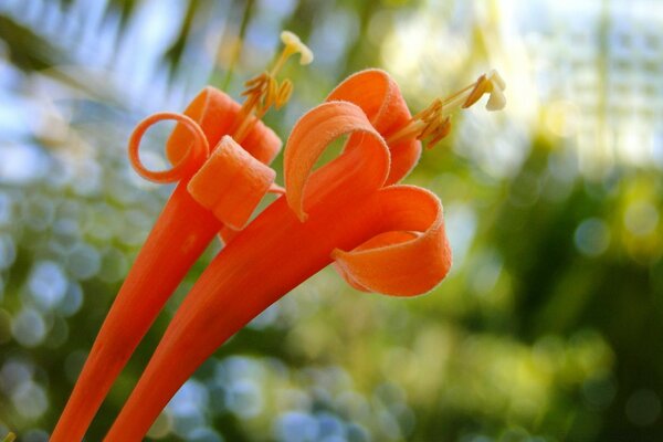 Macro d une fleur sur la nature dans le jardin