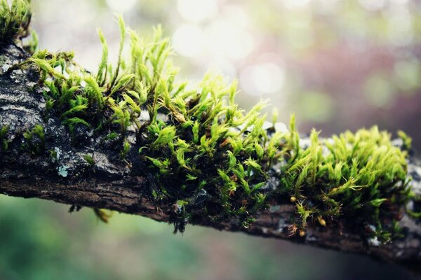 Macro photography of leaf growth on a branch