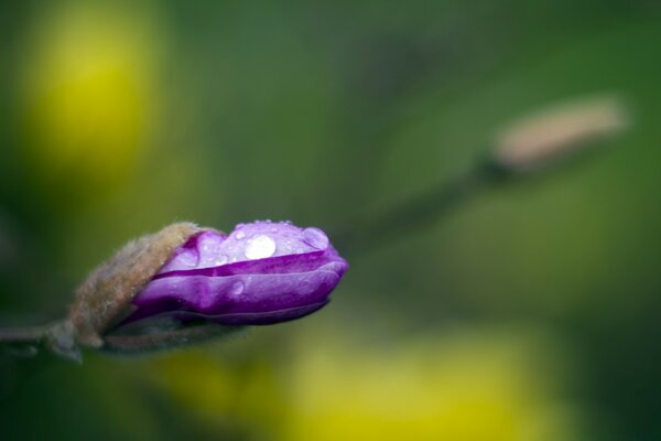 Macro di piante da campo in fiore