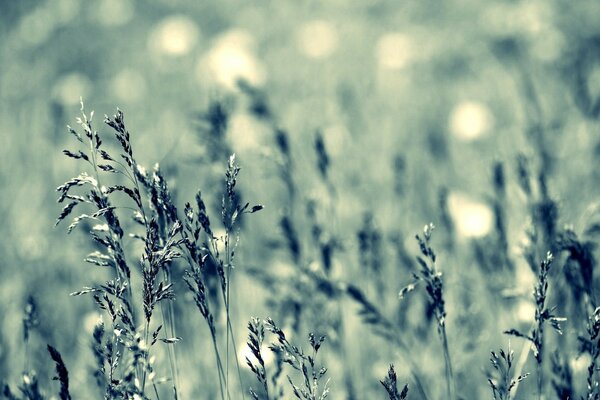 Field on a sunny day with a blue filter