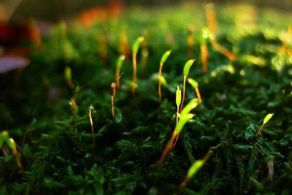 Macro photography. Nature. Grass. Leaves