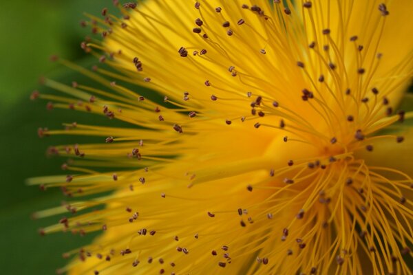 Makrofotografie. Die Natur. Blume Nahaufnahme