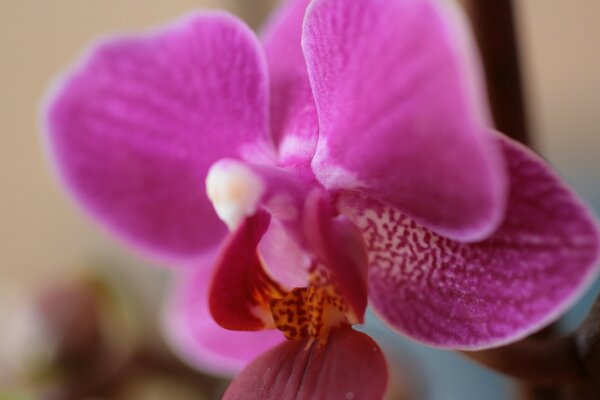 Fleur d orchidée closeup