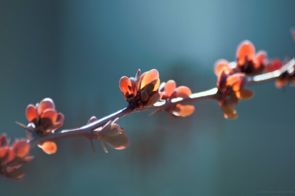 微距摄影冬季自然花