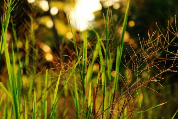 Makrofotografie. Gras. Die Natur. Sommer