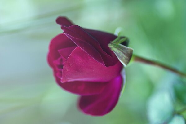 Pink rose close-up