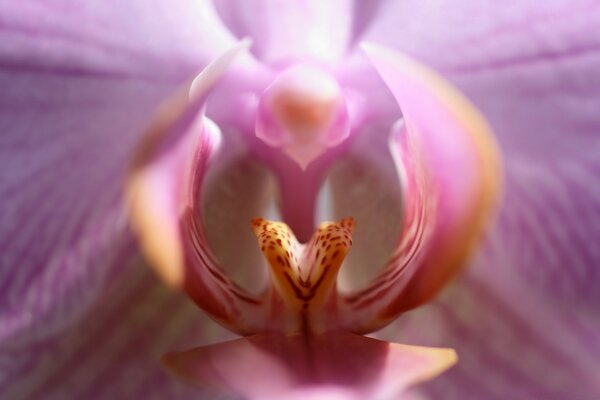 Blooming inside the bud of an exotic flower