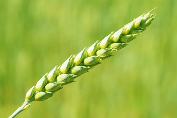 Wheat Desktop Screensaver