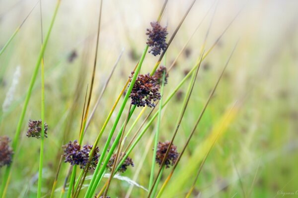 Field grasses in the close-up photo