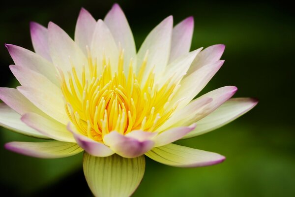 Lotus flower with white and pink leaves